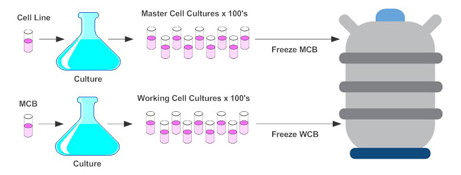 Master Cell Banking - Biostór Ireland