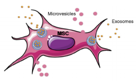 Microvesicles - cord blood banking - DNA storage 